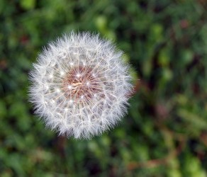 Vestibulum Bibendum Nibh Quis Sollicitudin